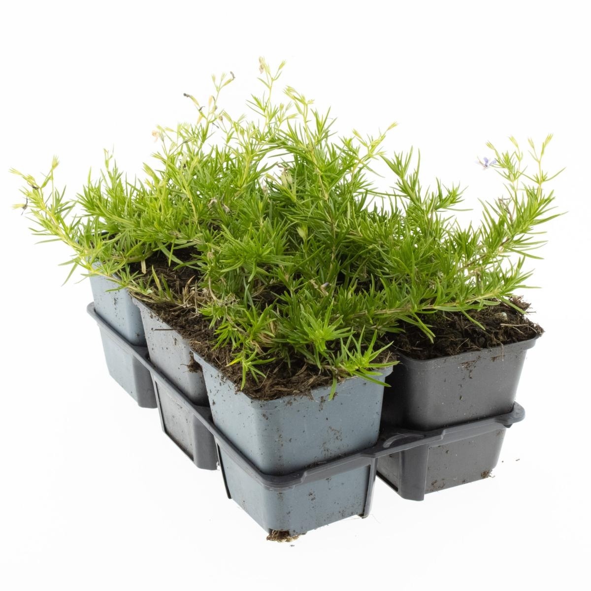 Phlox (S) 'Emerald Cushion Blue', D 9