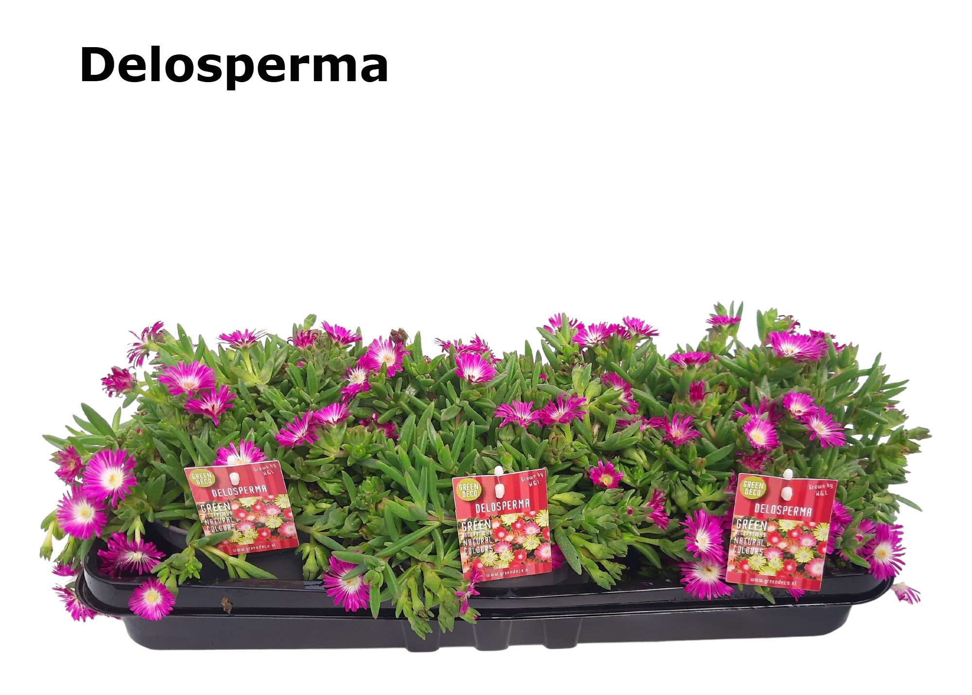 Delosperma 12 cm op soort, D 12