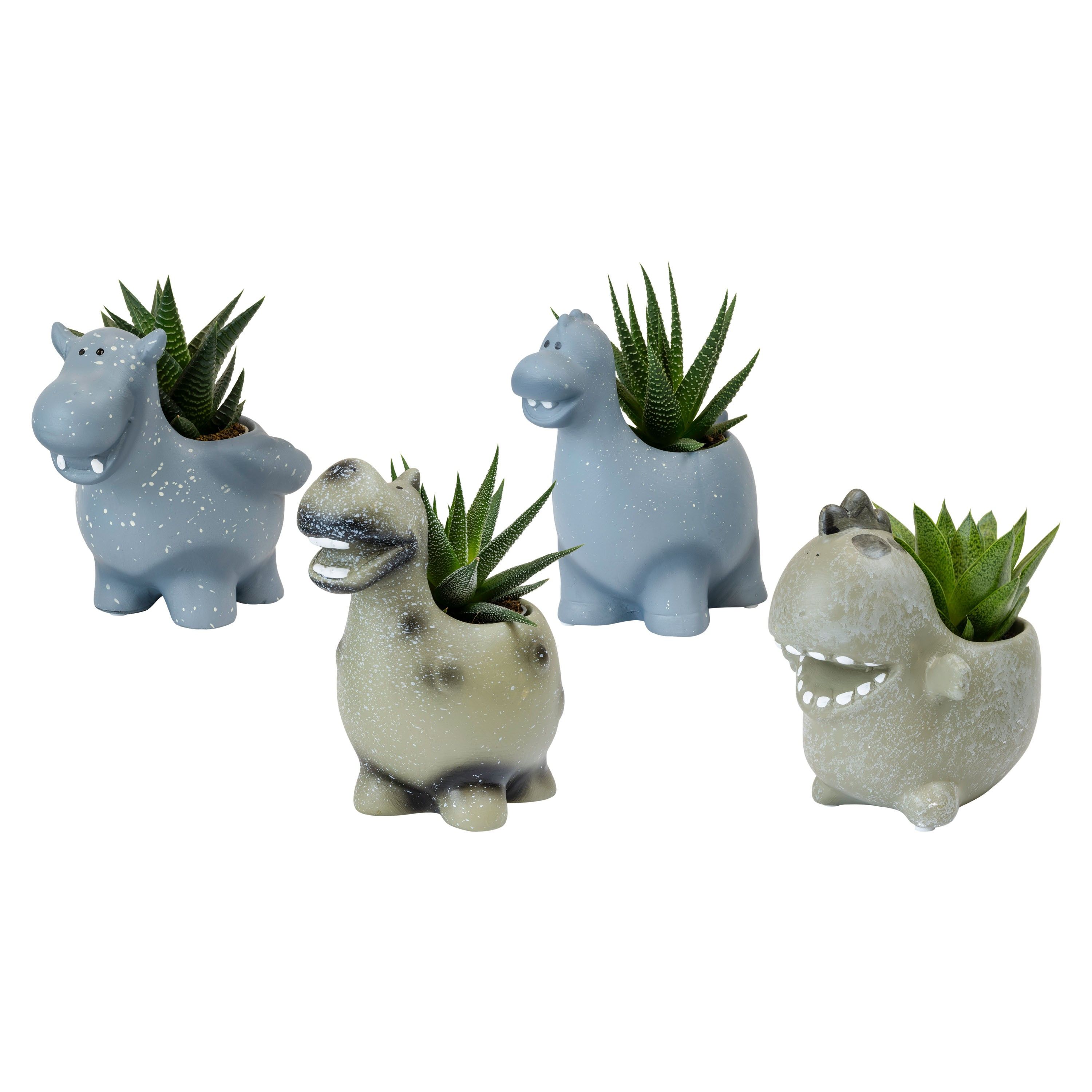 Monstrosities with Succulent mix, D 6
