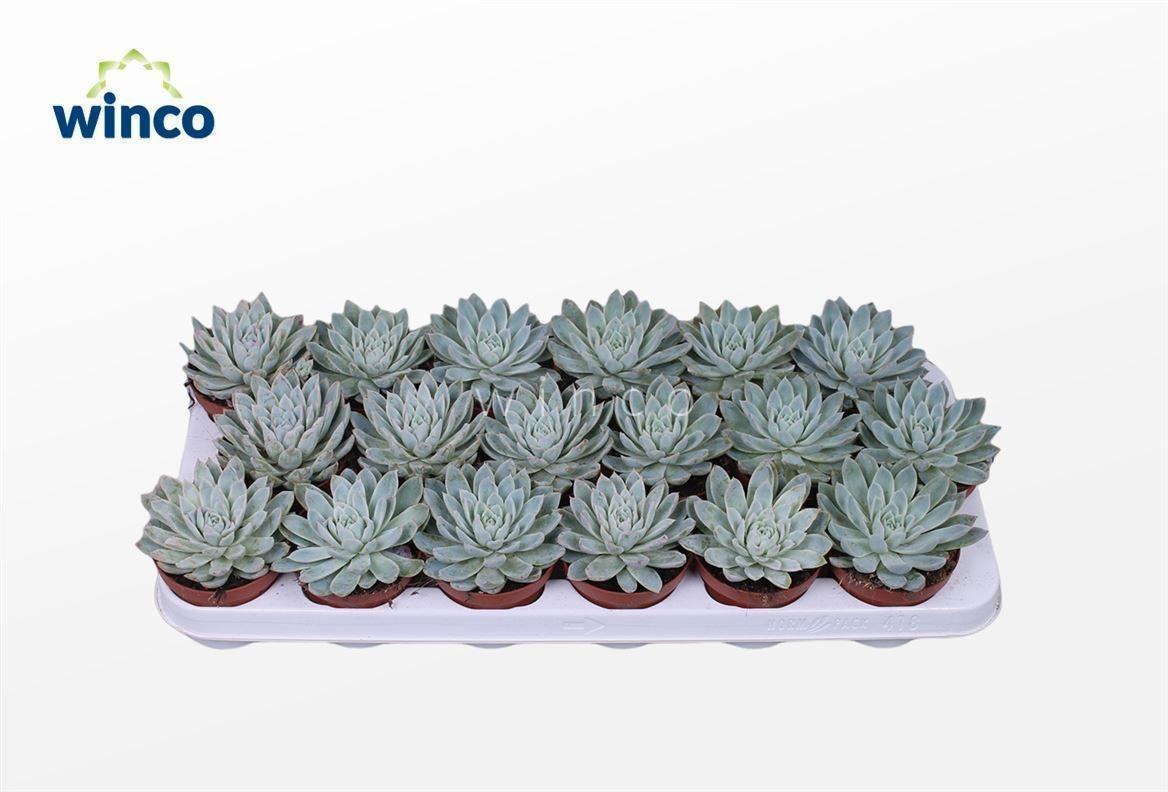 Echeveria Violet Queen, D 8,5