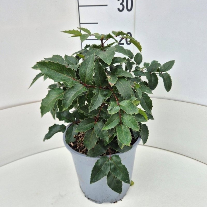 Mahonia aq. 'Apollo', D 24