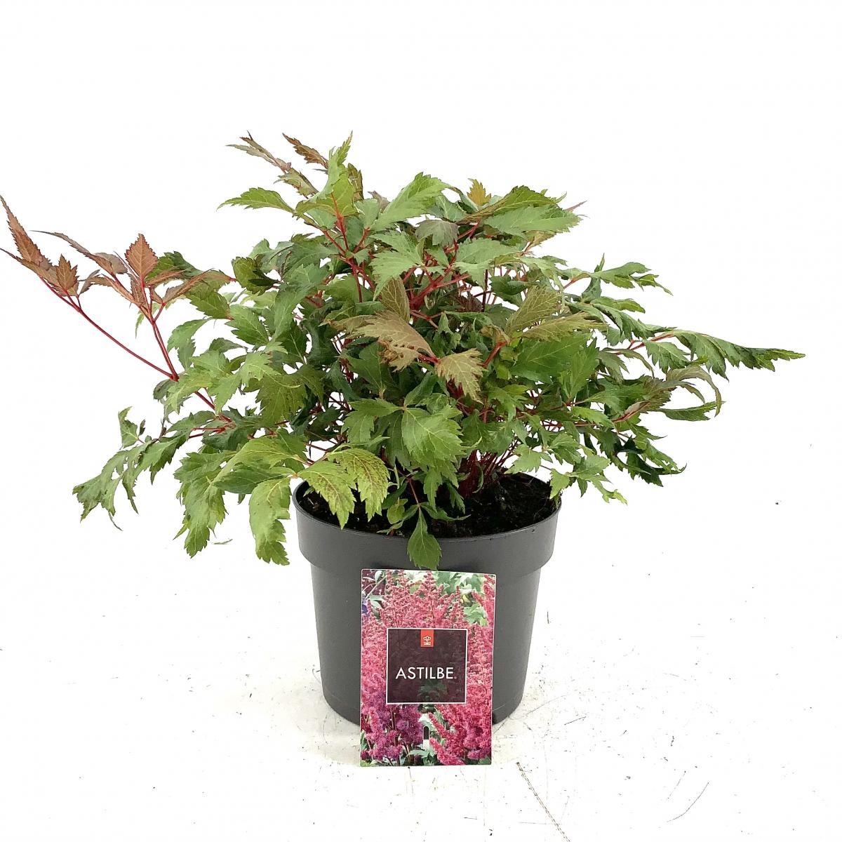 Astilbe (A) 'Fanal', rood, D 17 cm