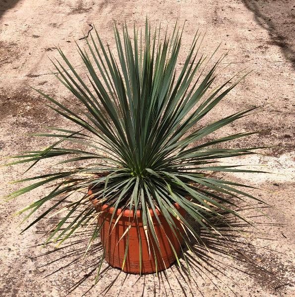 Yucca rostrata C15L, D 30