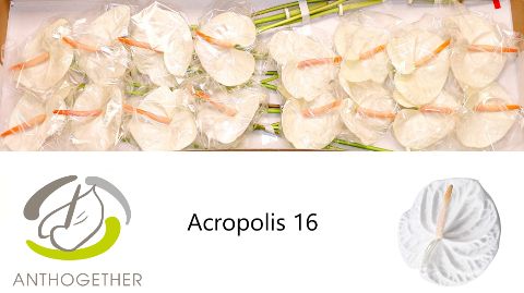 Антуриум Акрополис x16, шт. Антуриум Акрополис x16, шт.
