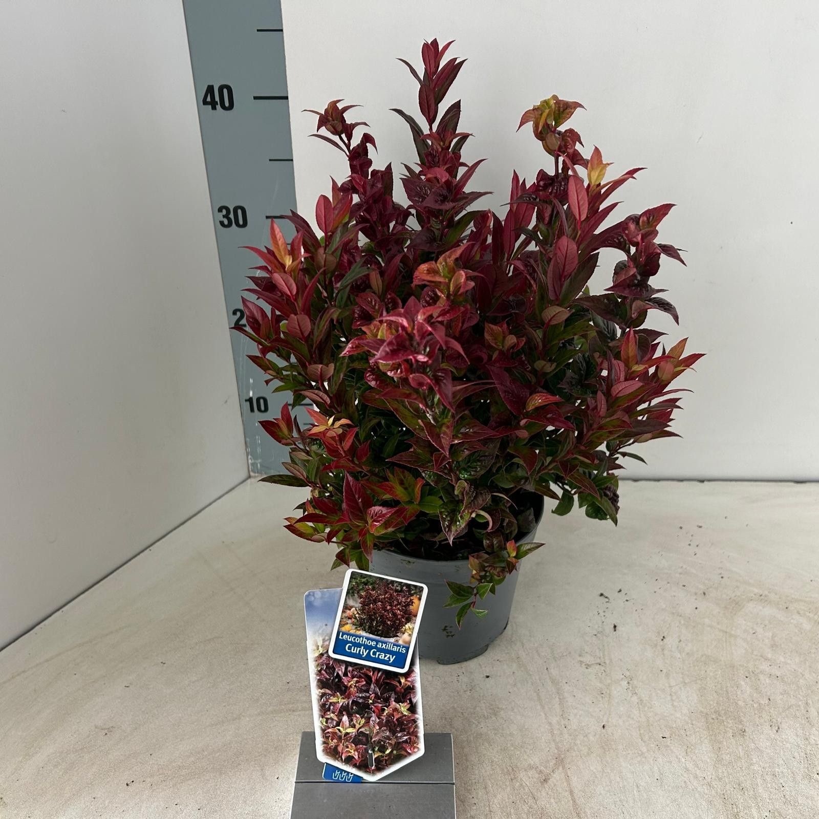 Leucothoe axillaris ‘Curly Crazy’ PBR, D 17 cm