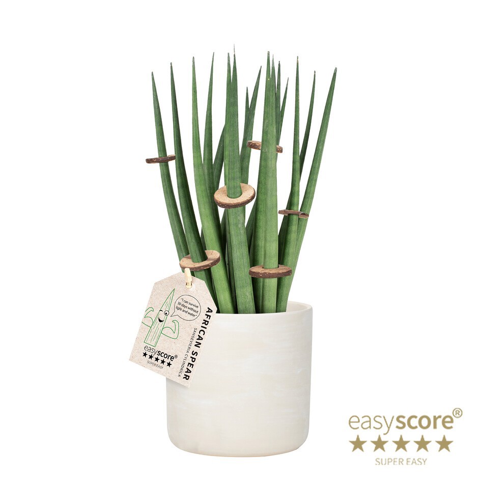 SANSEVIERIA CYLINDRICA 41100354 Raw Grey Spagh. Deco, D 12 cm