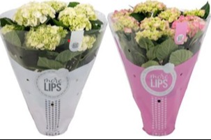 789 VDBE : Pot 14 cm HYDRANGEA Mycrophyla-MoreLips 7-8 bloemknop gemengde kleuren, D 14 cm 789 VDBE : Pot 14 cm HYDRANGEA Mycrophyla-MoreLips 7-8 bloemknop gemengde kleuren, D 14 cm