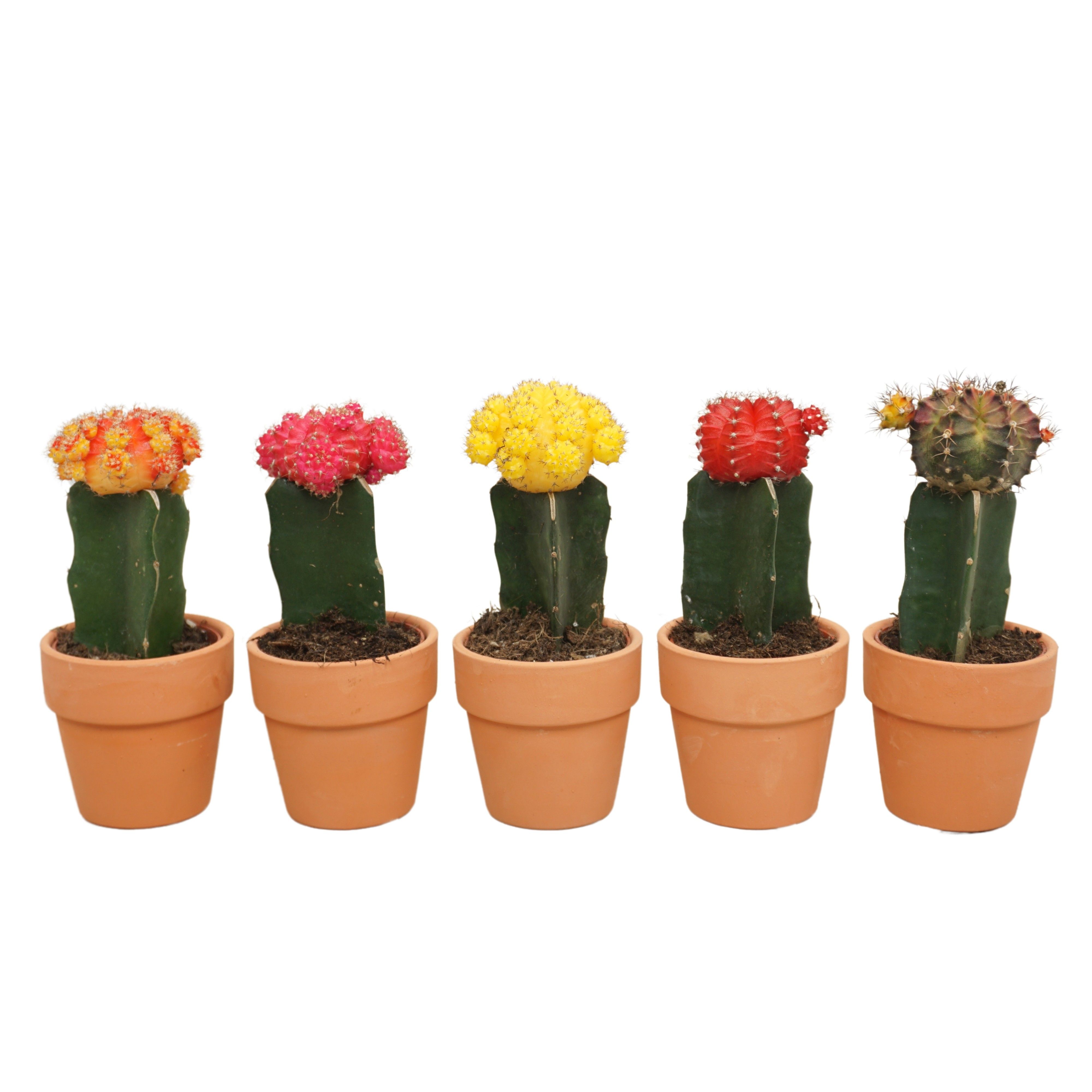 Gymnocalycium geënt mix in 6 cm 'Terracotta Kraagpotje', D 5,5