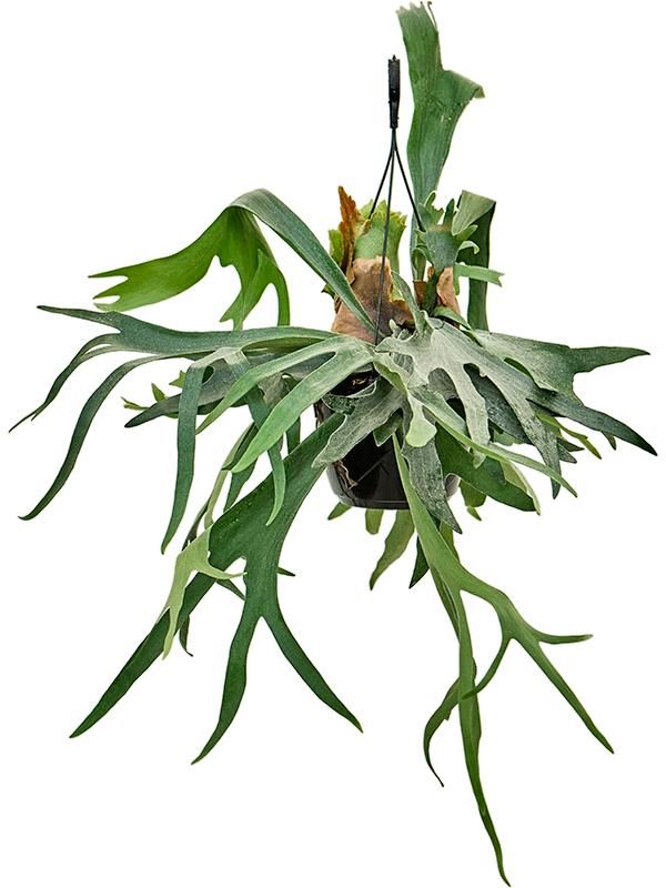 Platycerium bifurcatum, D 20