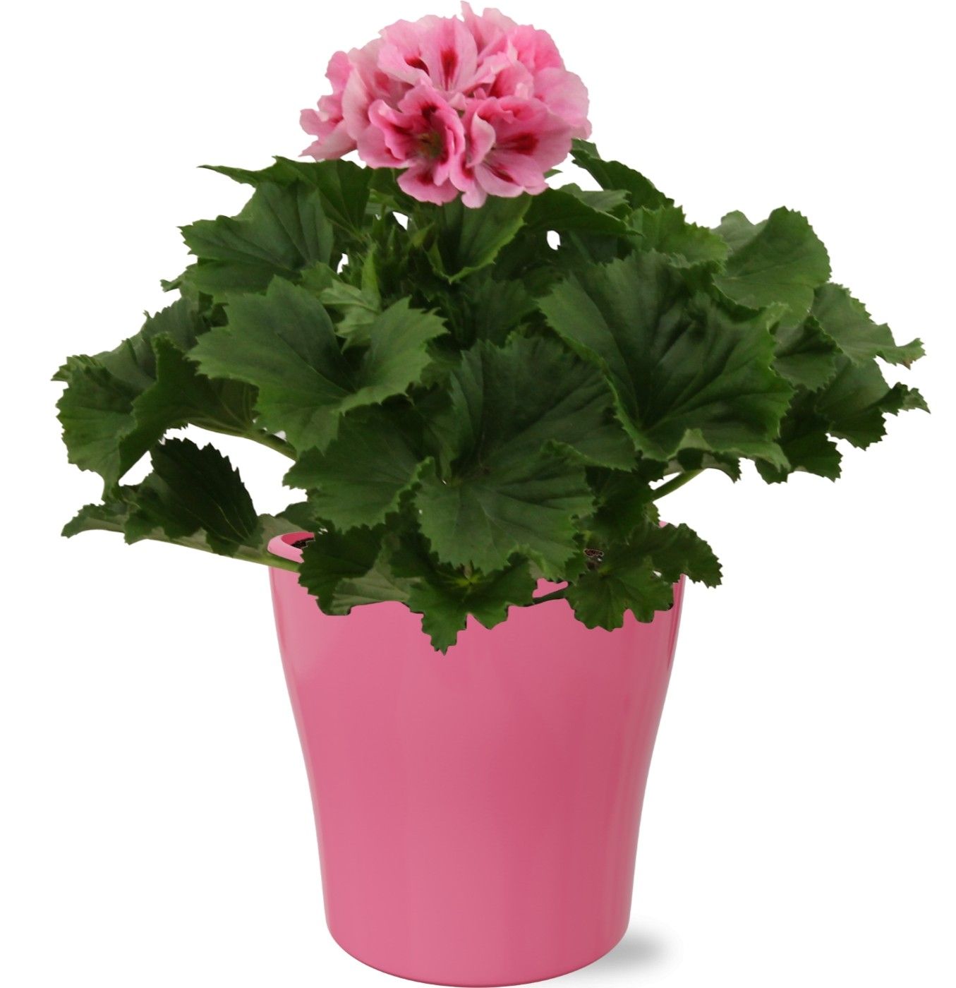 Pelargonium Grandiflorum roze in gekleurd "Bombé" keramiek, D 12