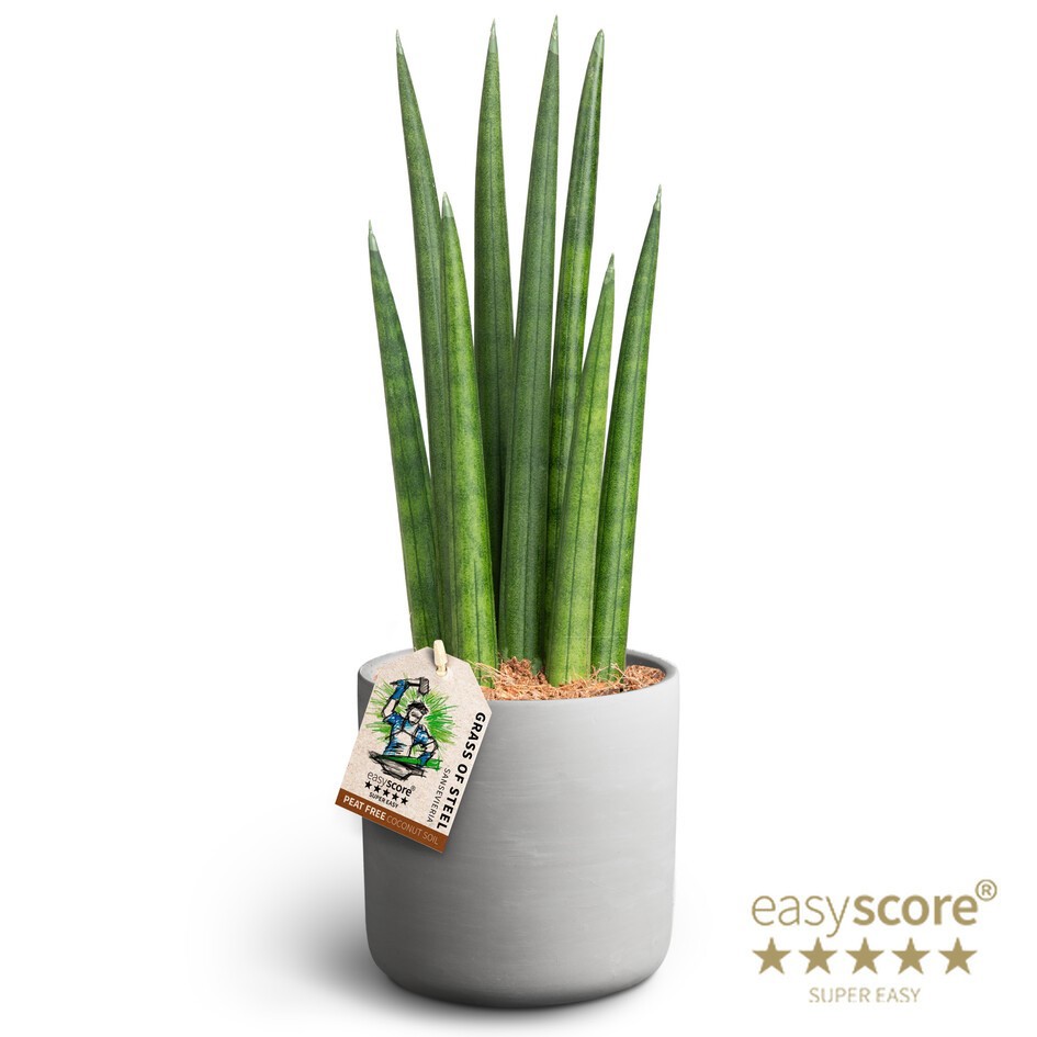 SANSEVIERIA CYLINDRICA 41131554 Raw Grey Rocket, D 12 cm