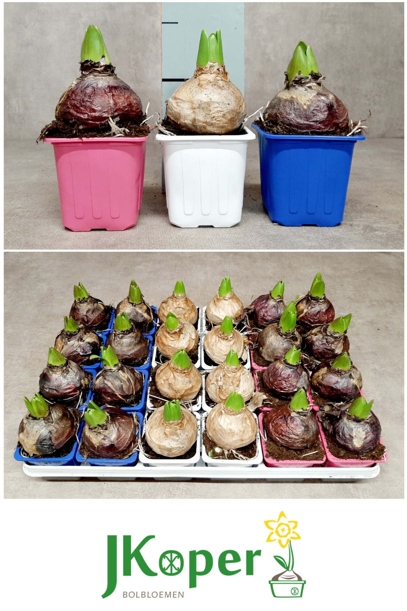 Hyacint 7 cm - 3 kleuren gemengd in tray, D 7