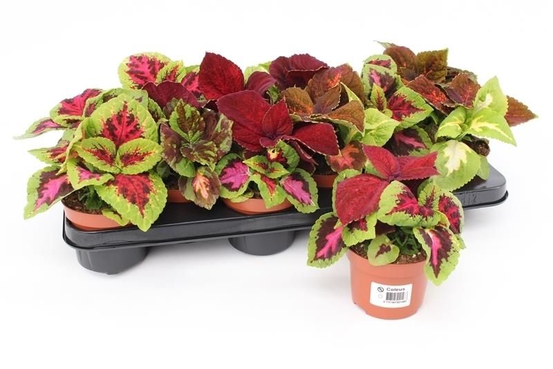 Coleus Blumei Wizard Siernetel, D 10,5