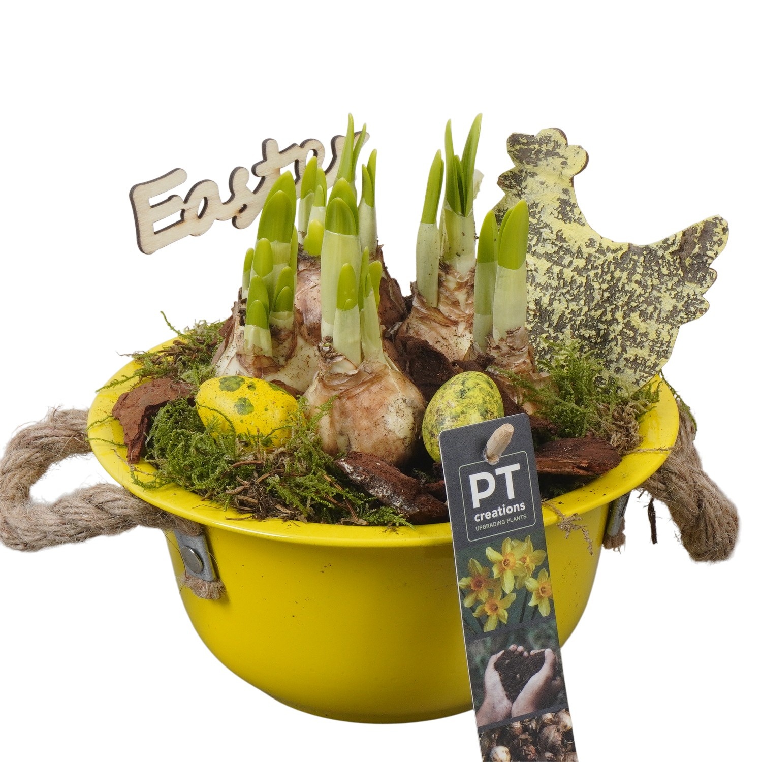 PTNP4406 Arrangement Narcissus Easter in zink schaal, D 18