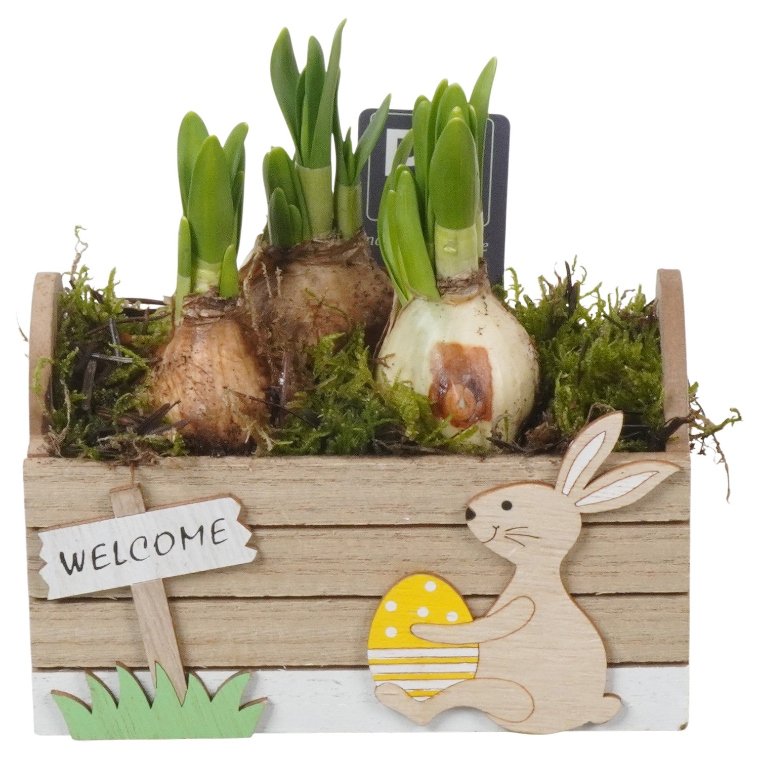 PTNP4486 Arrangement Narcissus Easter in houten rechthoek, D 15