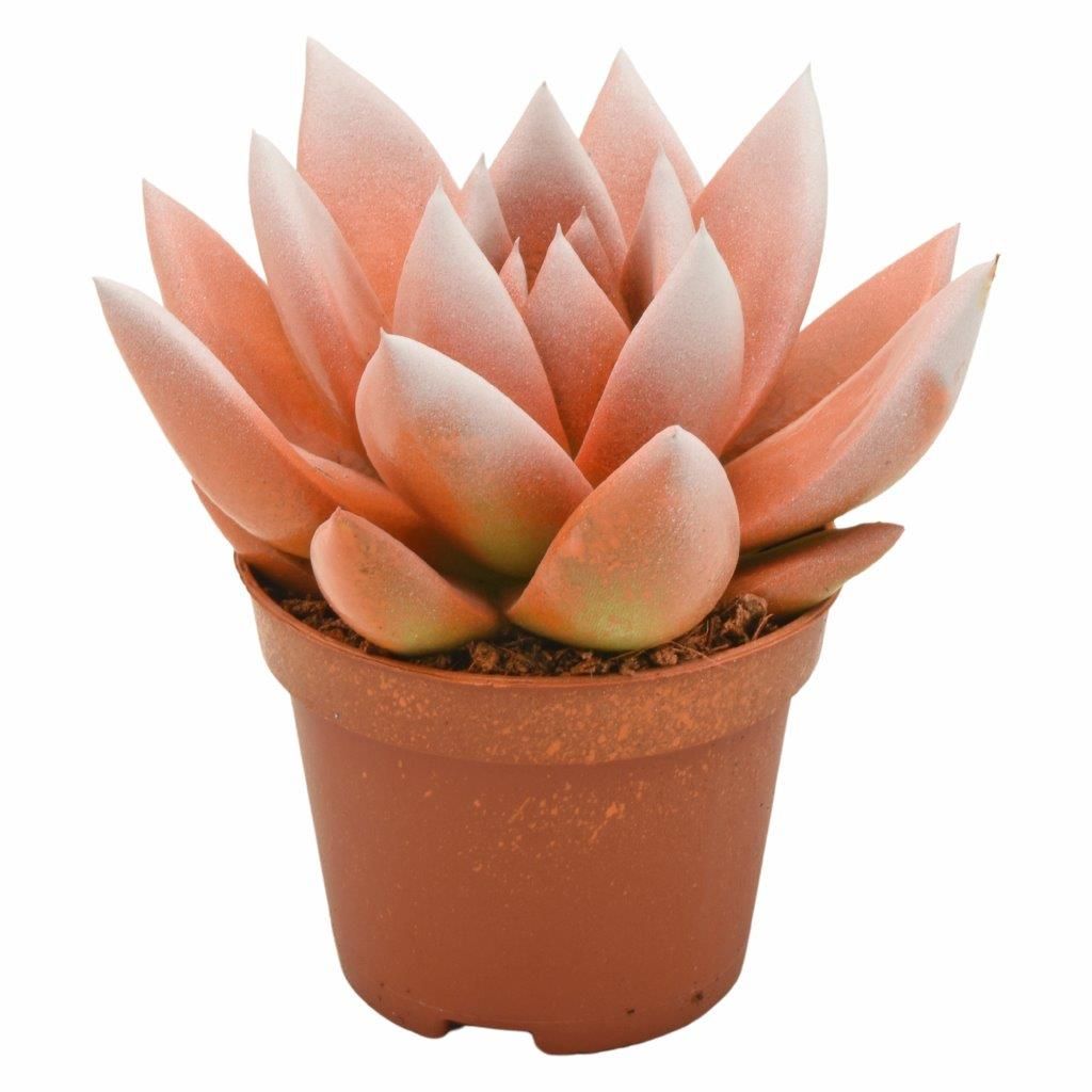 Miranda bicoloured orange/white, D 6 cm