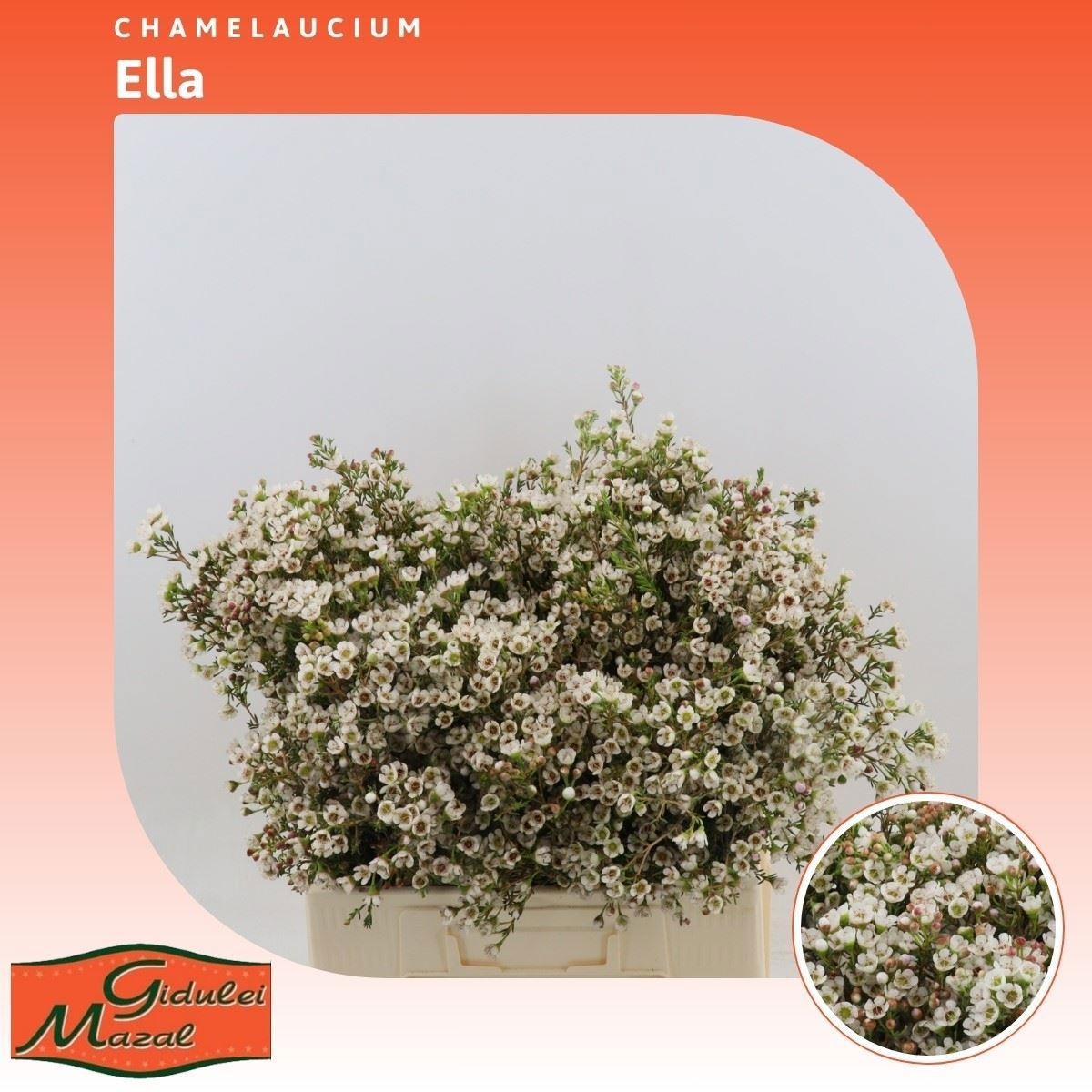 Шамелациум Элла 60, шт.
