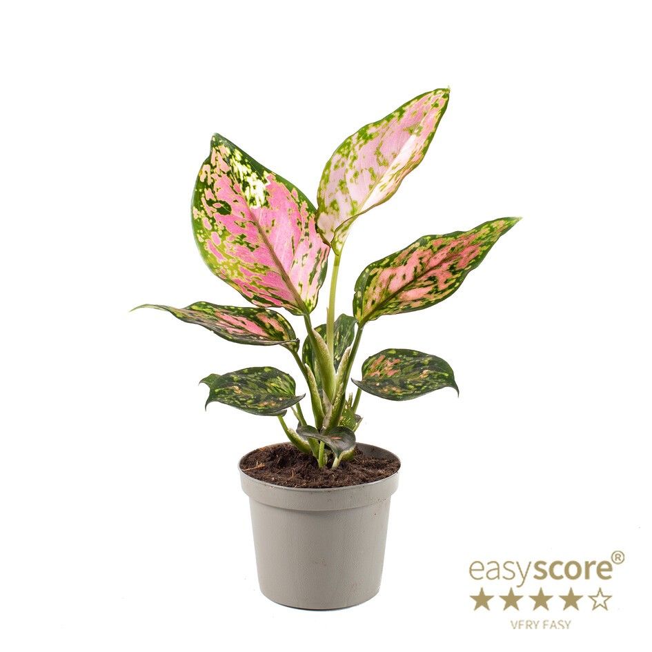 AGLAONEMA COMMUTATUM, D 9