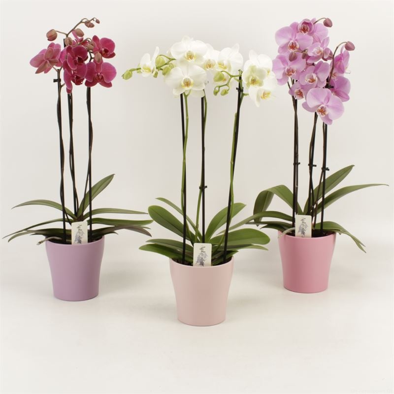 Phalaenopsis gemengd 3 tak gemengd in pastel Valentijn keramiek, D 12