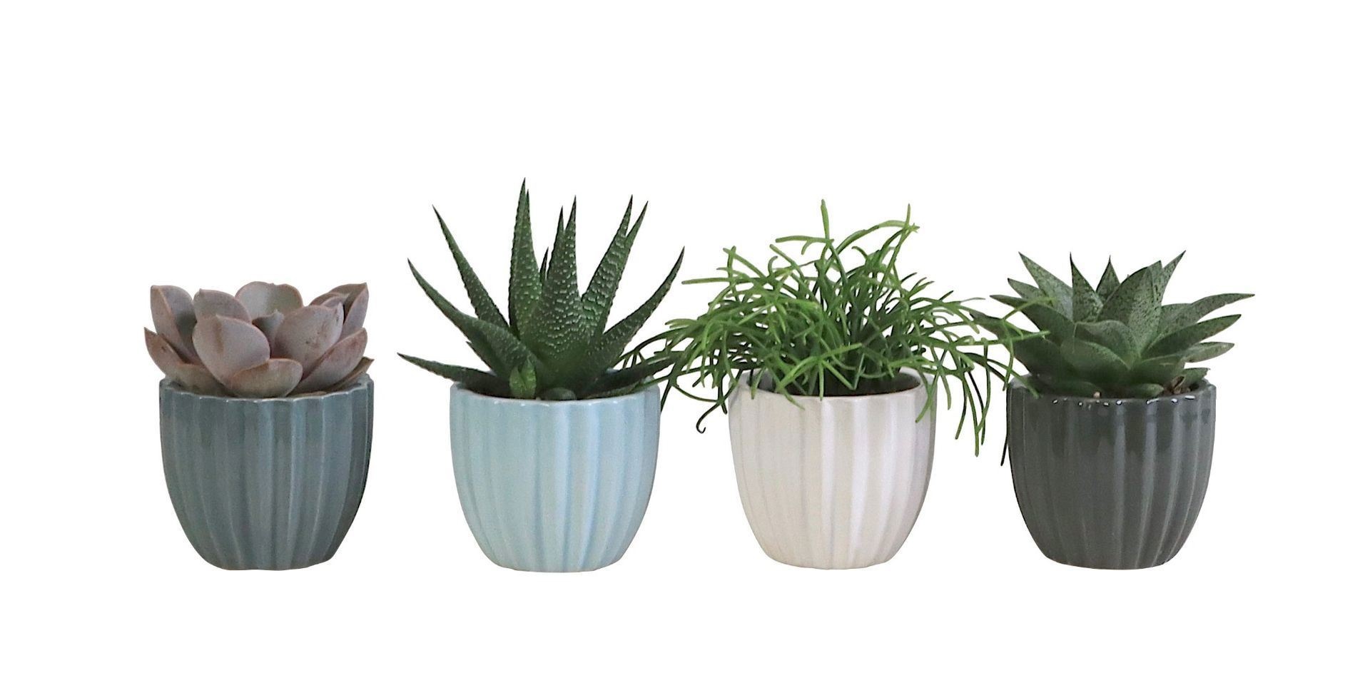 L 504 with Succulent Mix, D 6