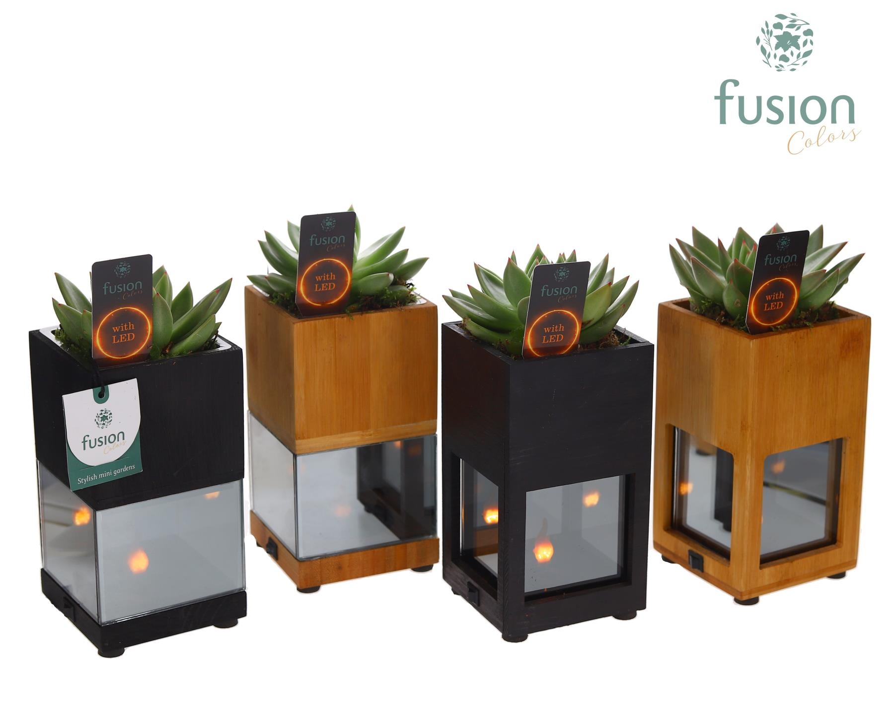 Houten LED planter met vlam met Echeveria, D 10