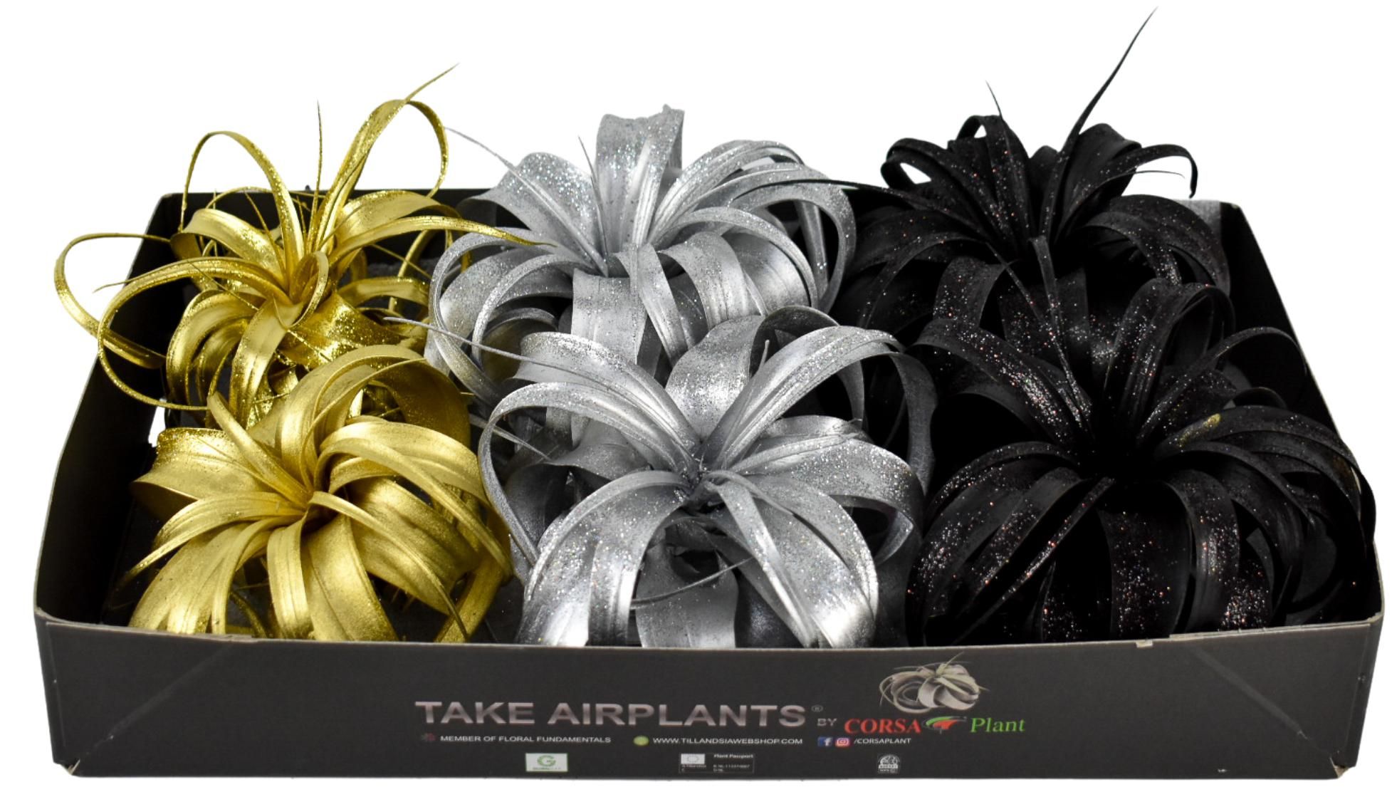 tillandsia xerographica mix verf met glitter (andere mix ook mogelijk!), D 18 cm