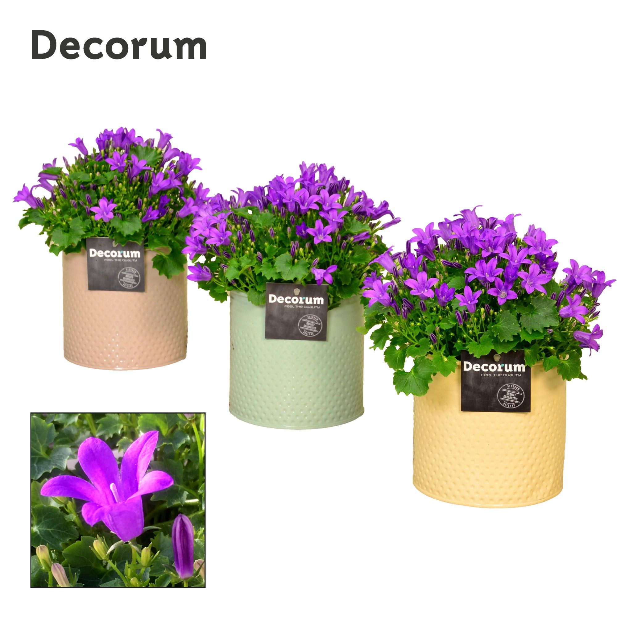 Campanula Porto LL Decorum Zinc, D 14