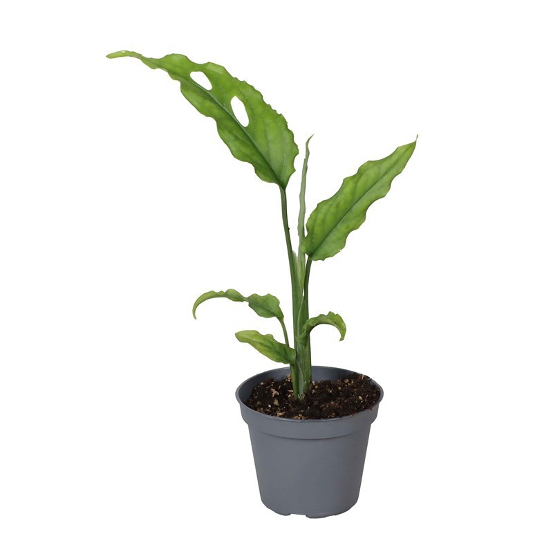 MONSTERA OBLIQUA, D 6