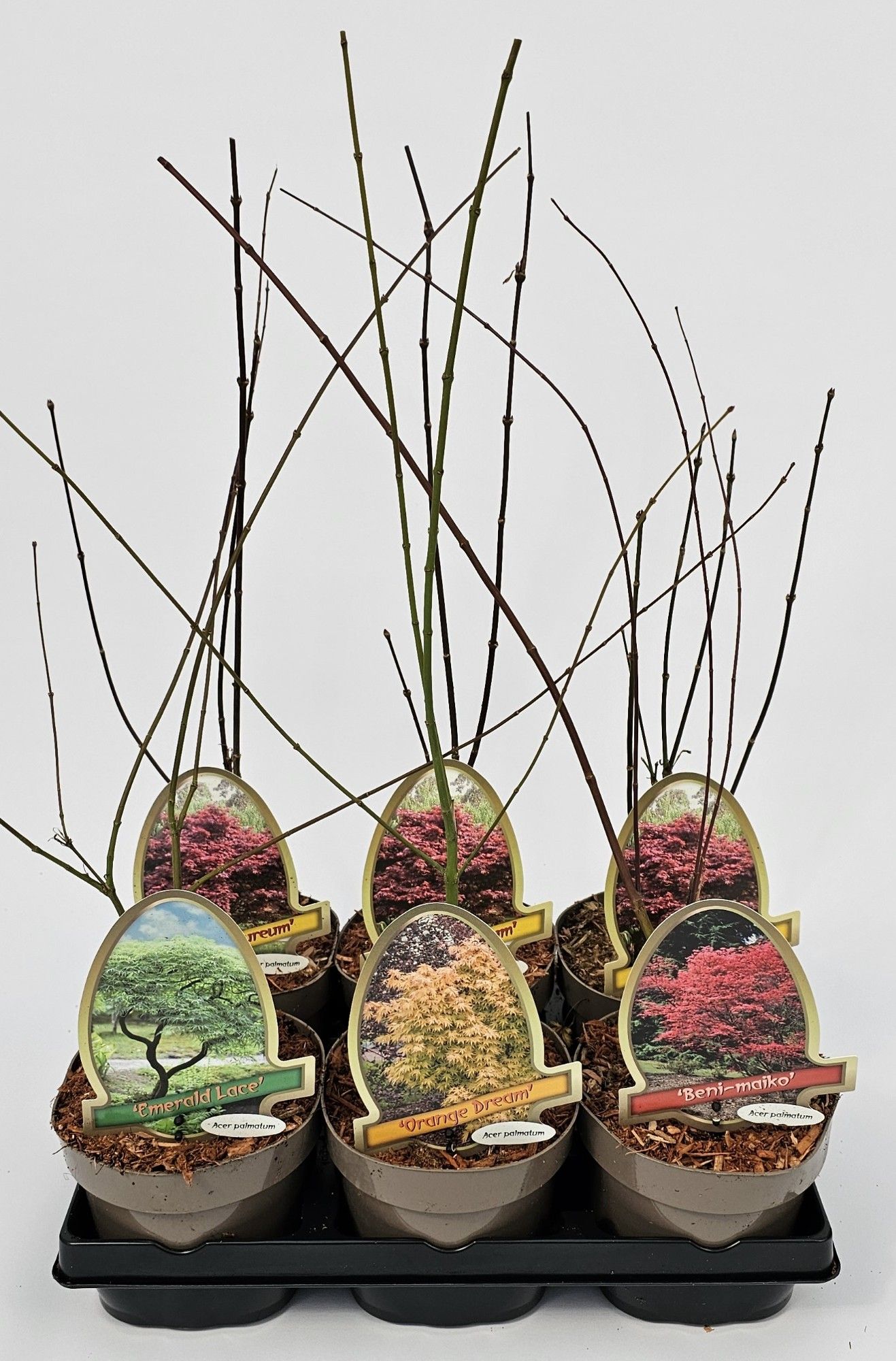 Acer palmatum 15cm, D 15