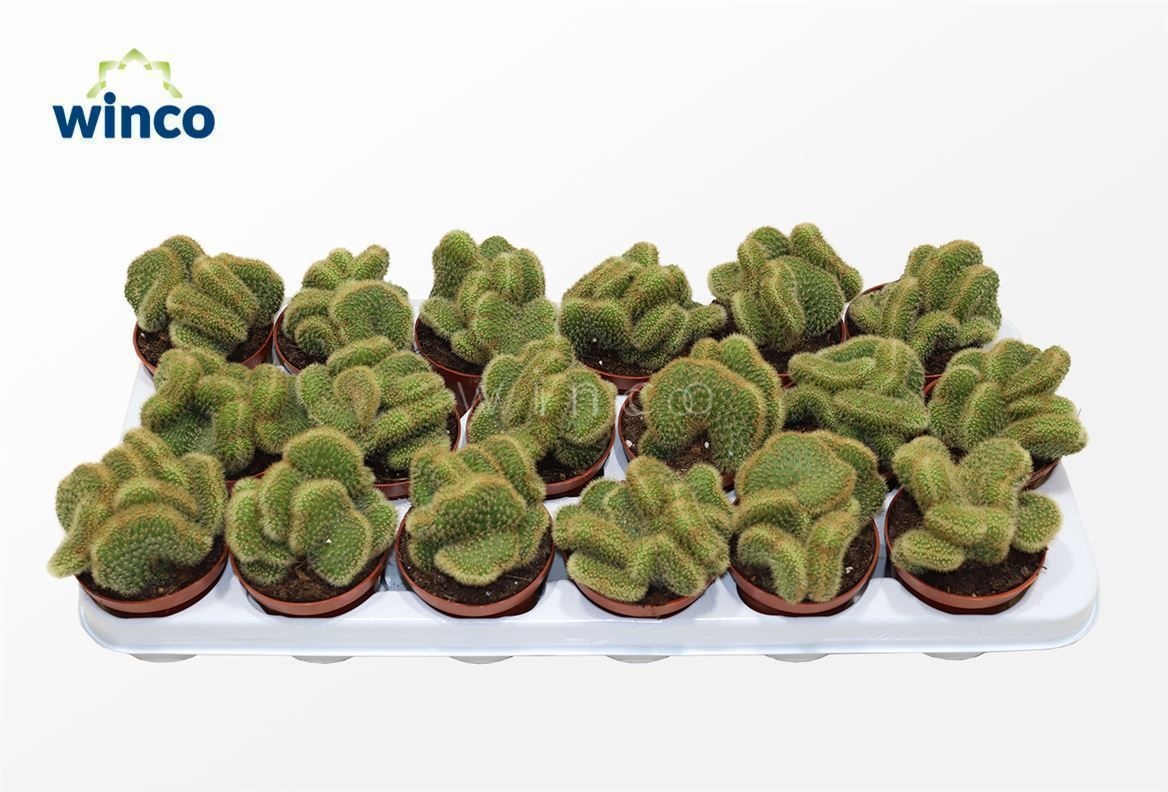 Weberbauerocereus Johnstonii Cristata, D 8,5 cm