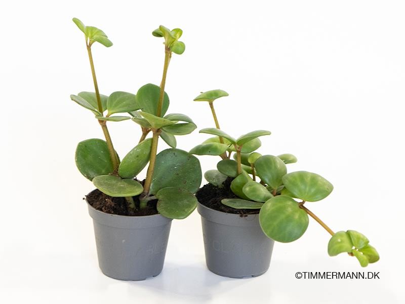 PEPEROMIA ROTUNDIFOLIA 'Jade', D 6