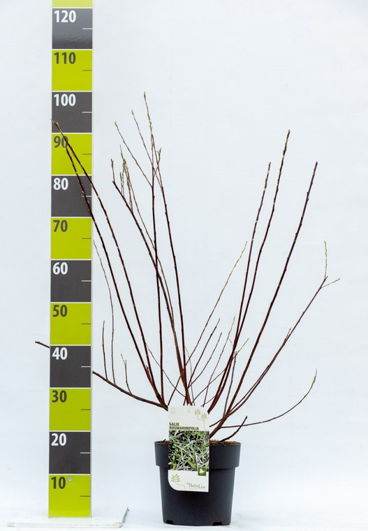 Salix purpureas 'Nana' C 4,6, D 23