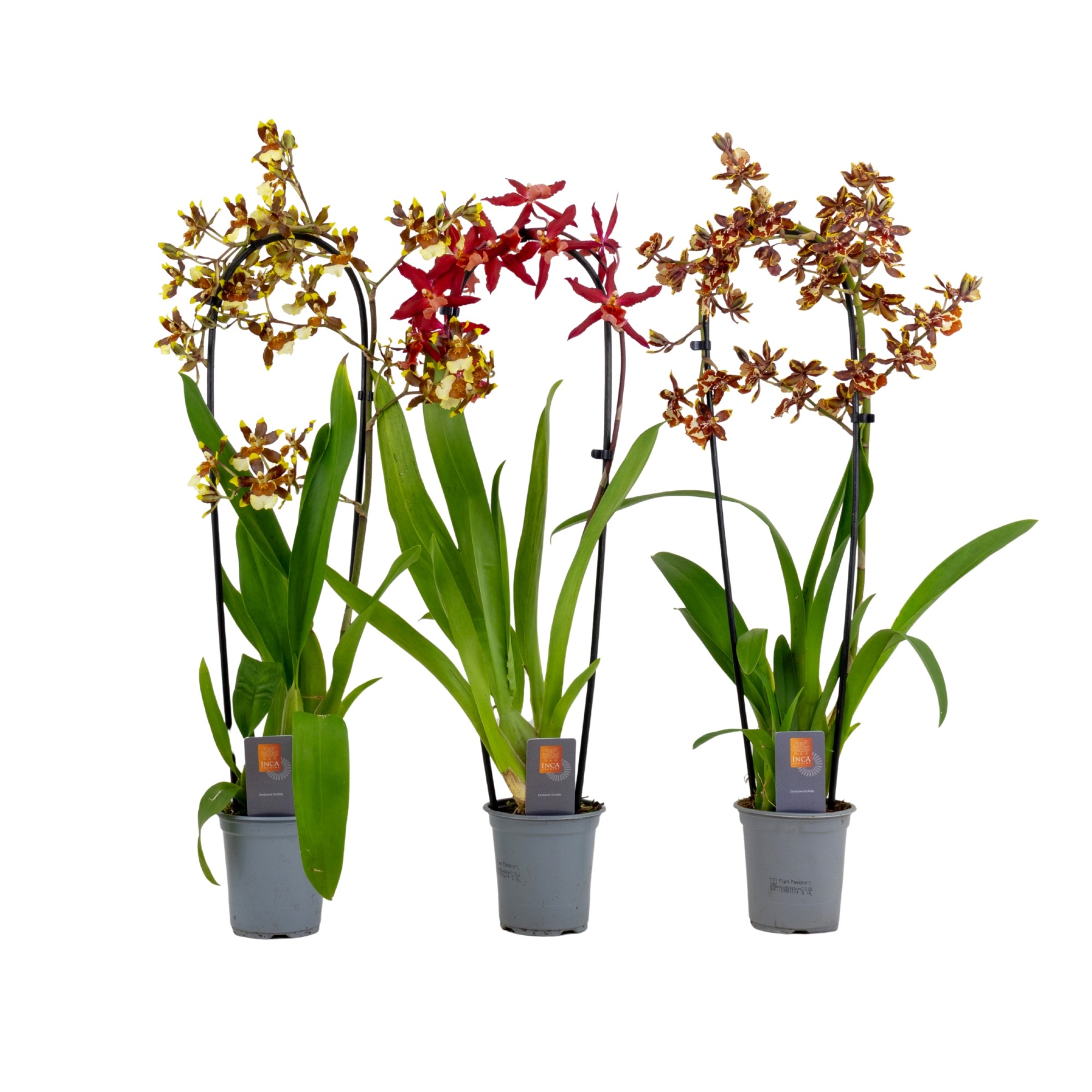 Inca Cambria mix cascade XL 9cm, D 9