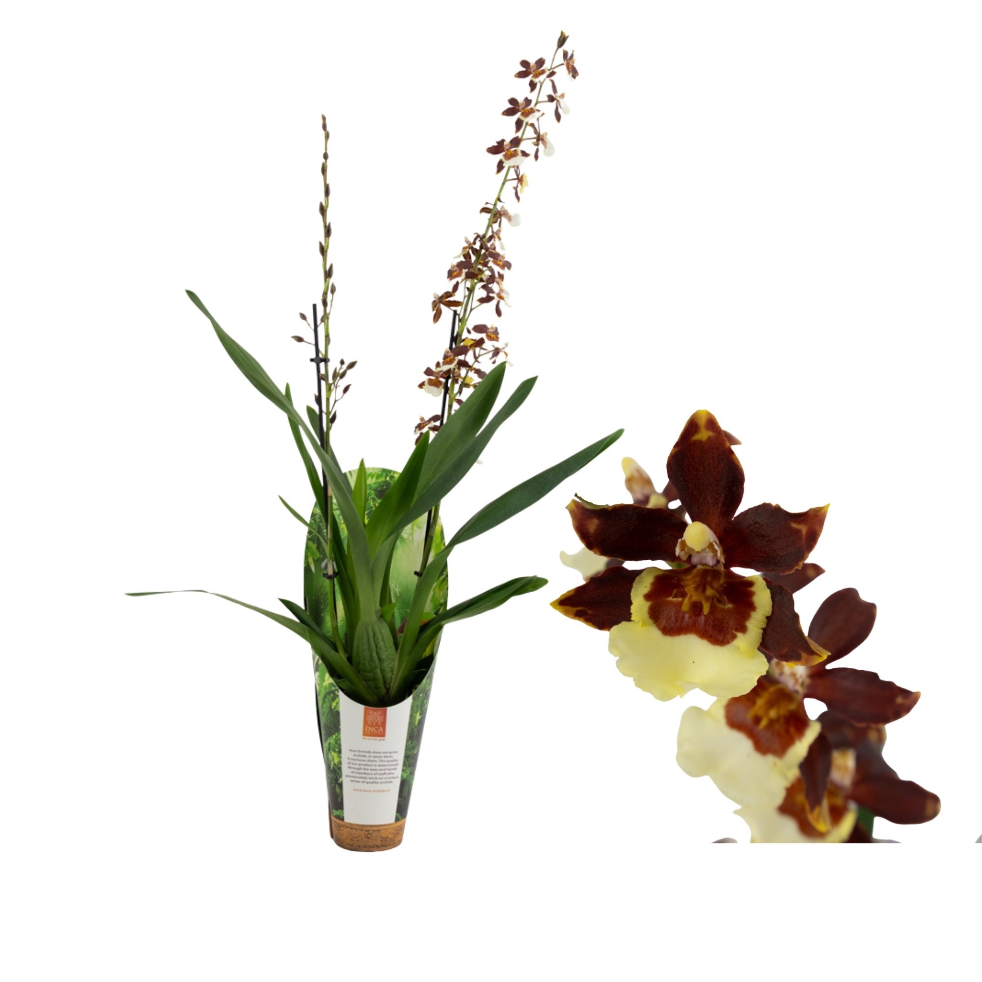 Inca Cambria Pacific Twilight 2 spike XL 9cm luxury jungle cover, D 9