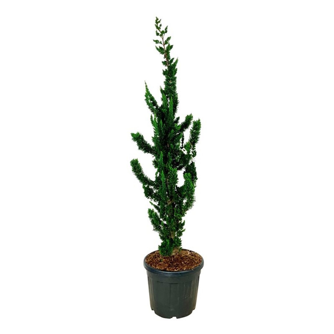 Chamaecyparis l. 'Wissel's Saguaro', D 50