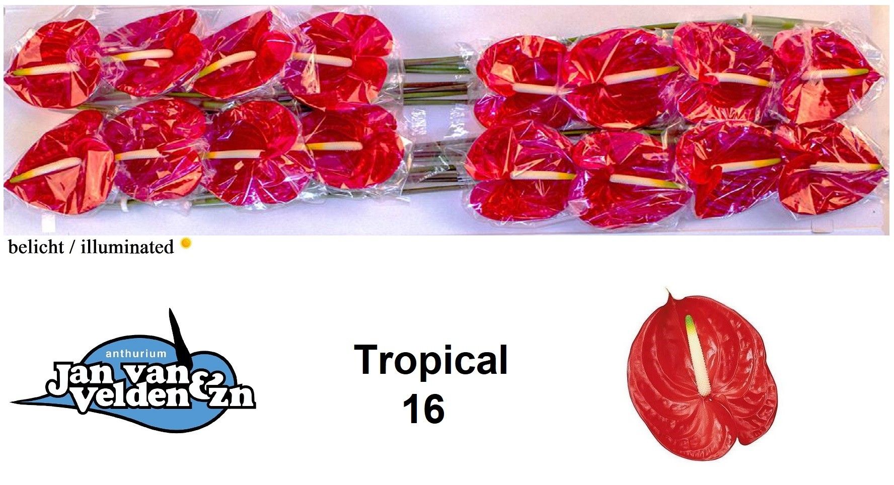Антуриум Тропикал (красн.) x16, шт.