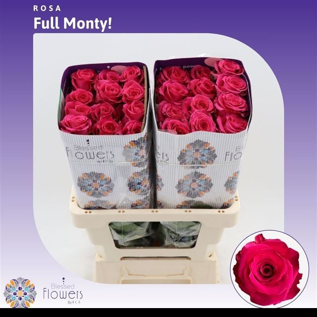 Роза од. Фул Монти 60 (ярко-роз.), шт.