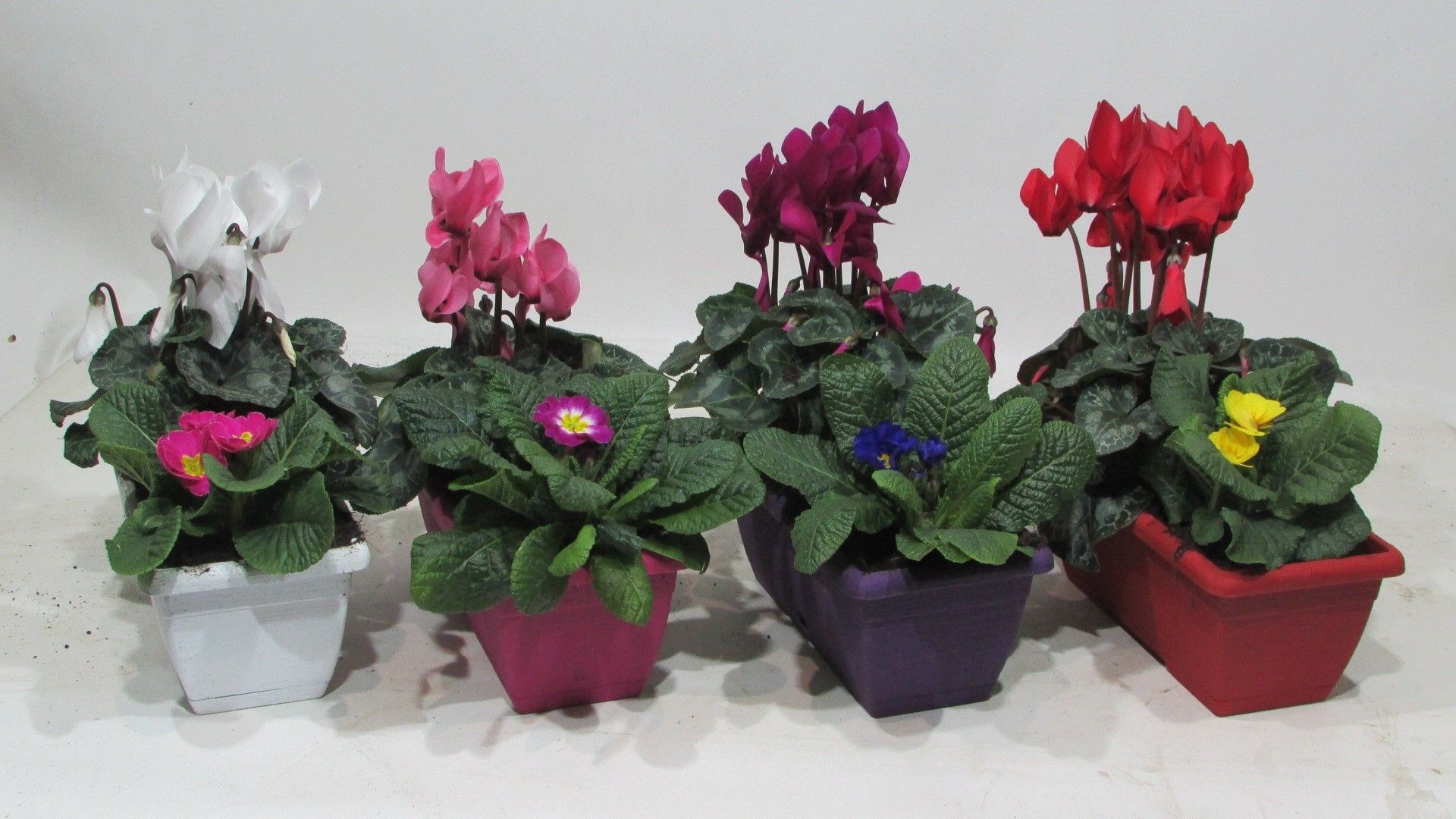 Winter Duobakje Snow, D 25