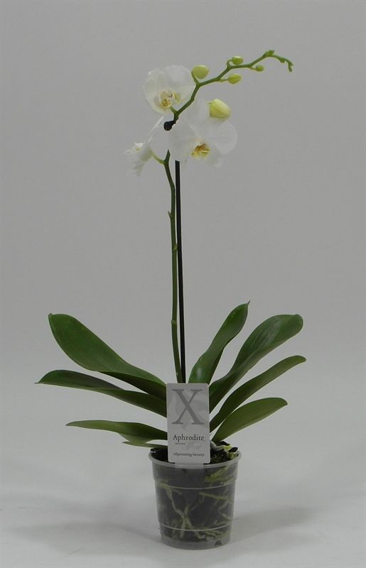 Phalaenopsis overig wit 1 Tak Wit, D 12