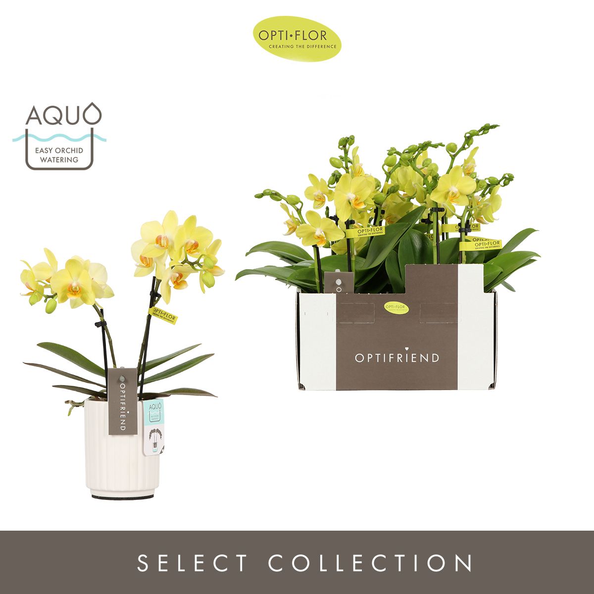 Optifriend Vayenne 2 spike in Molise White Aquo, D 7 cm