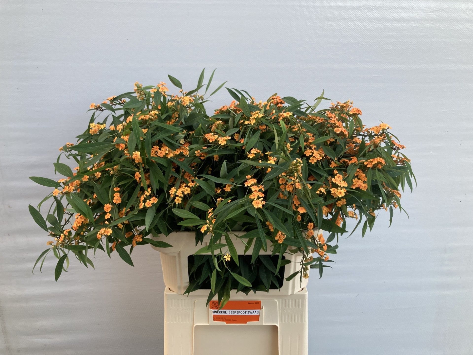 Эуфорбия куст. Санстрим 80, шт.