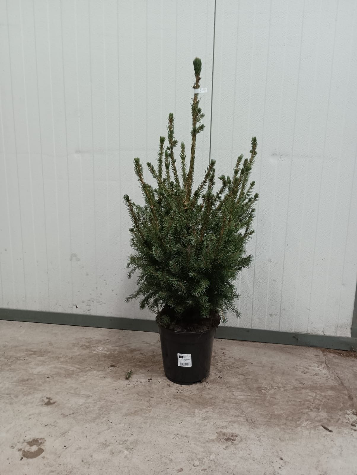Picea omorika 80-100, D 19