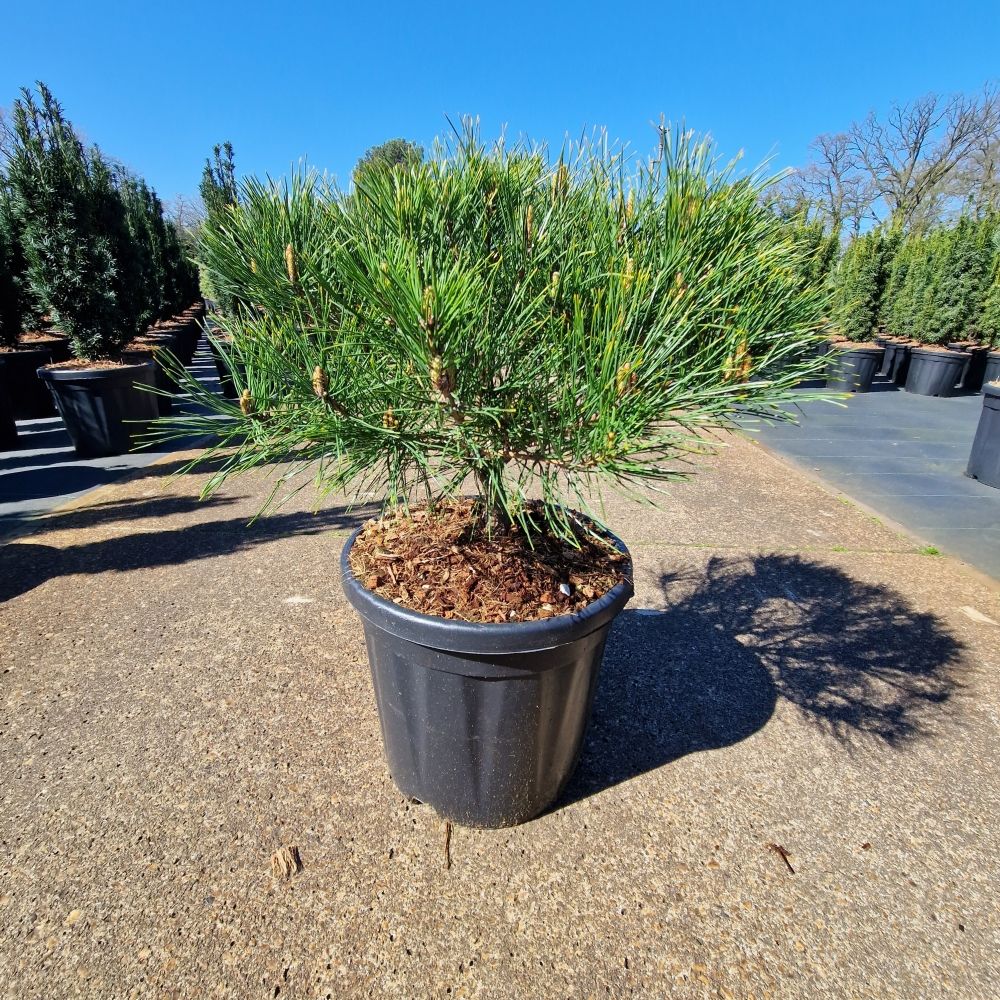 Pinus densiflora 'Alice Verkade', D 32 cm Pinus densiflora 'Alice Verkade', D 32 cm