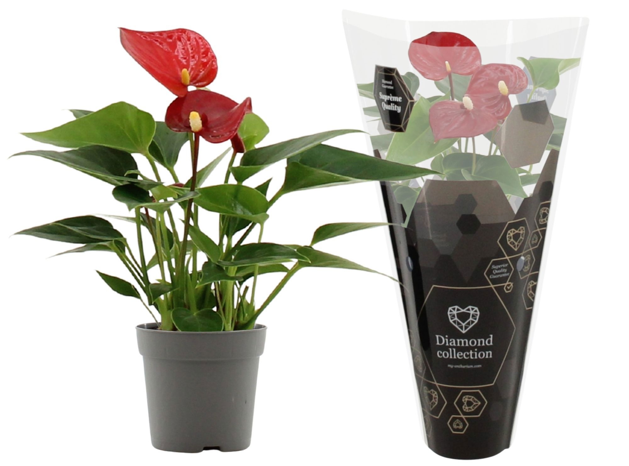 Anthurium 7 cm Micra in Diamond sleeve, D 7