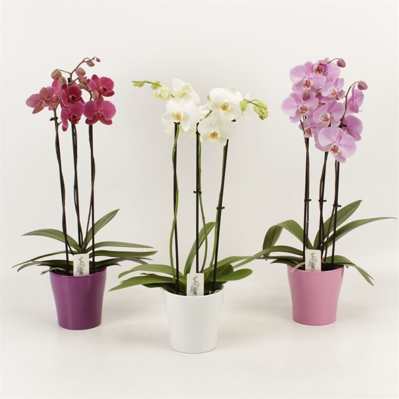 Phalaenopsis gemengd 3 tak gemengd in keramiek ton sur ton, D 12