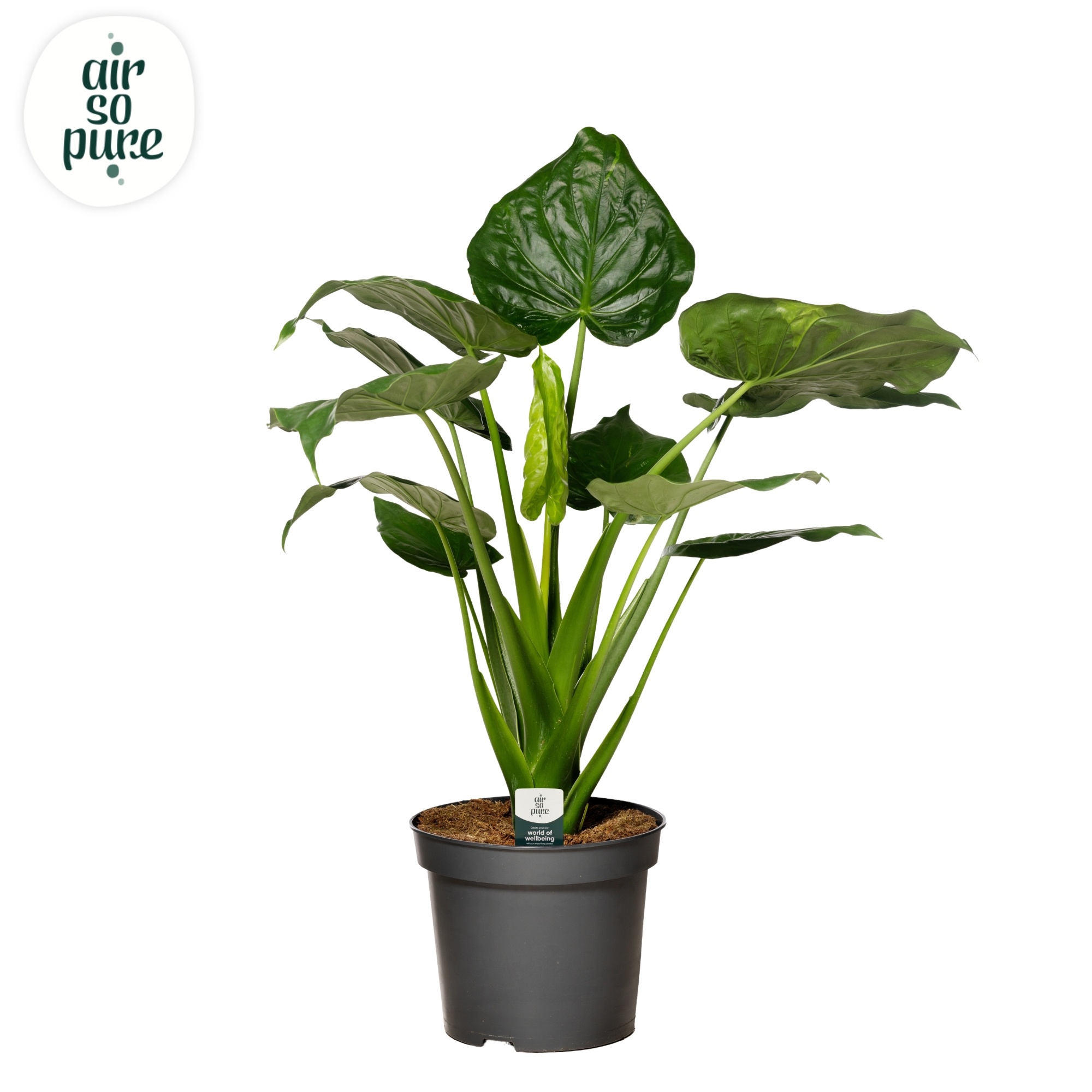 Alocasia Cucullata p35 (Air so Pure), D 35