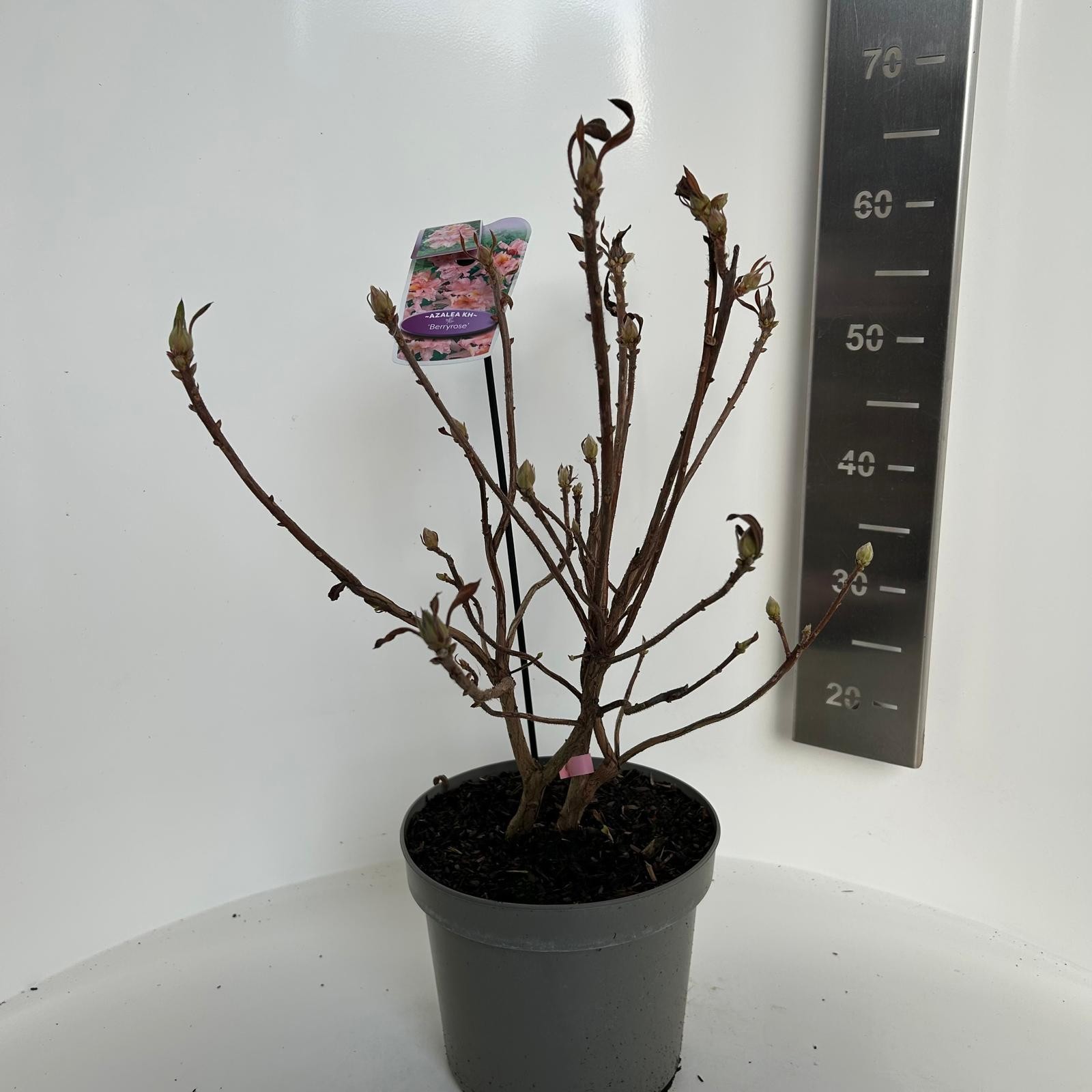 Azalea knaphill Berry Rose, D 23