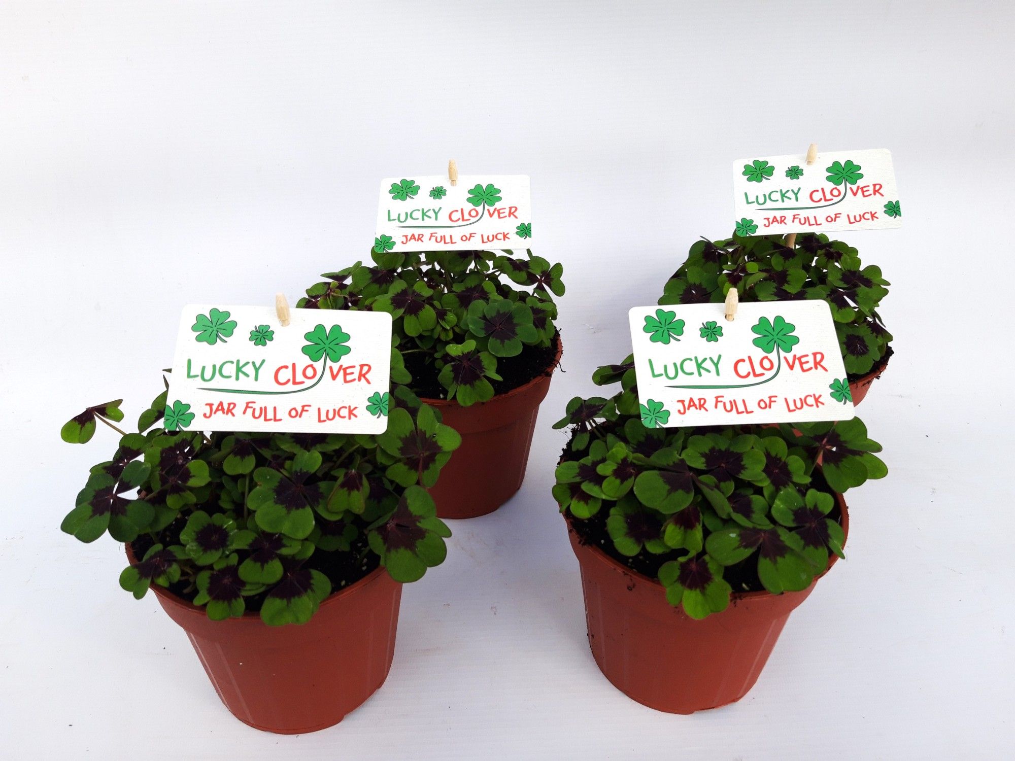 Oxalis Iron Cross (ENGELS), D 13 cm