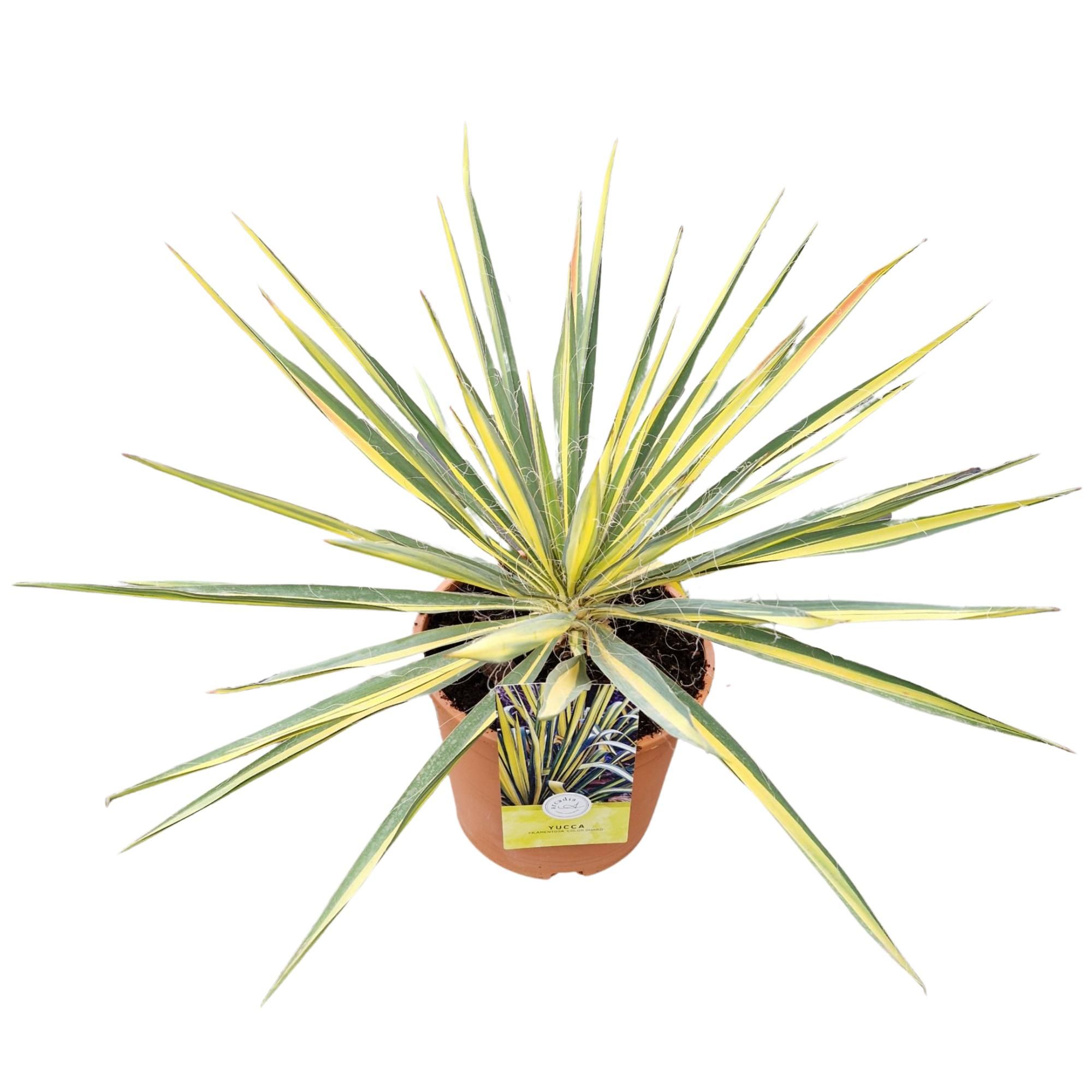 Yucca filamentosa 'Color Guard', D 23