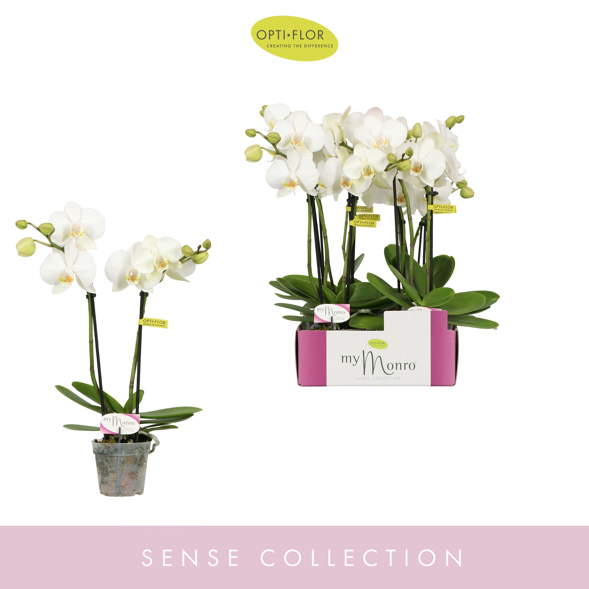 MyMonro Blondy 2 spike, D 7 cm